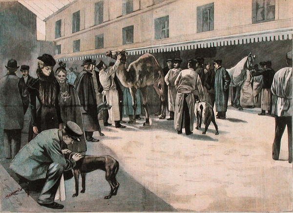 इकोले नेशनेल वेटरिनायर डी'अल्फोर्ट में ऊंट की देखभाल, c.1898-99 (रंगीन उत्कीर्णन) द्वारा फ्रेंच स्कूल