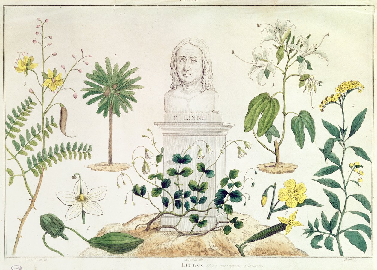 कैरोलस लिनियस (1707-78) ने कुछ पौधों को घेर लिया जिन्हें उन्होंने वर्गीकृत किया था (रंग उत्कीर्णन) द्वारा फ्रेंच स्कूल