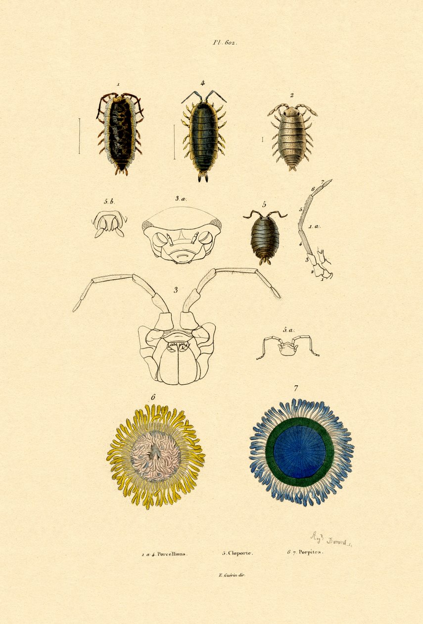 कॉमन पिल वुडलॉज, 1833-39 द्वारा फ्रेंच स्कूल