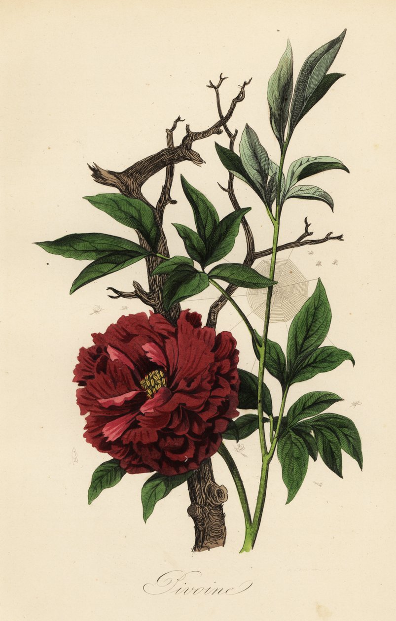 आम peony, Paeonia officinalis, कोबवेब के साथ द्वारा फ्रेंच स्कूल