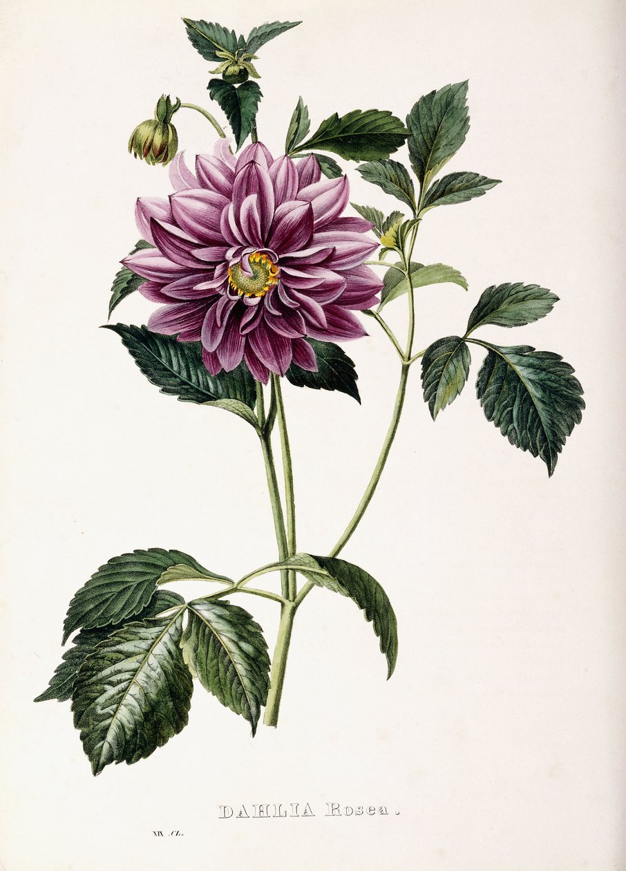 डाहलिया रोज़ा, 1715 द्वारा फ्रेंच स्कूल