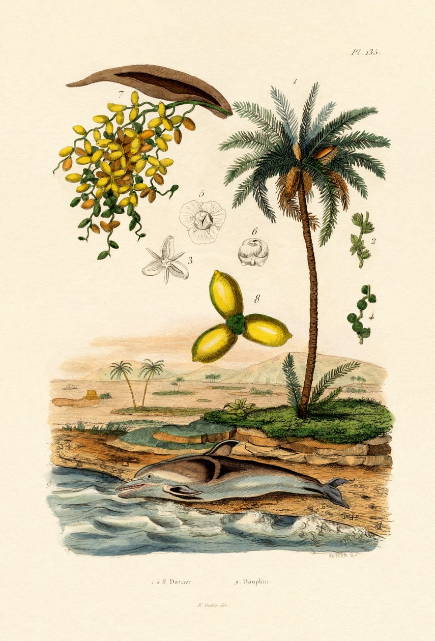 दिनांक पाम, 1833-39 द्वारा फ्रेंच स्कूल