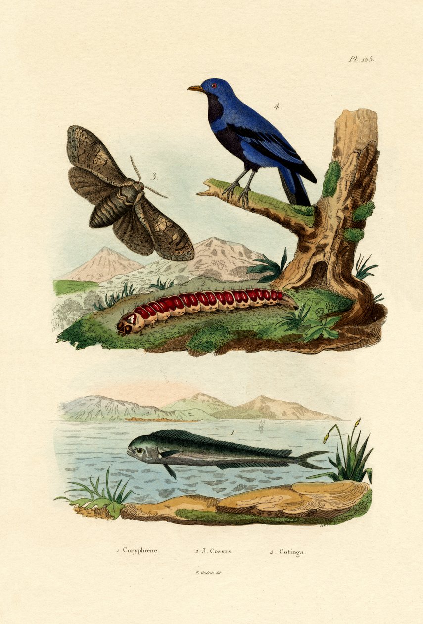 डॉल्फिनफ़िश, 1833-39 द्वारा फ्रेंच स्कूल