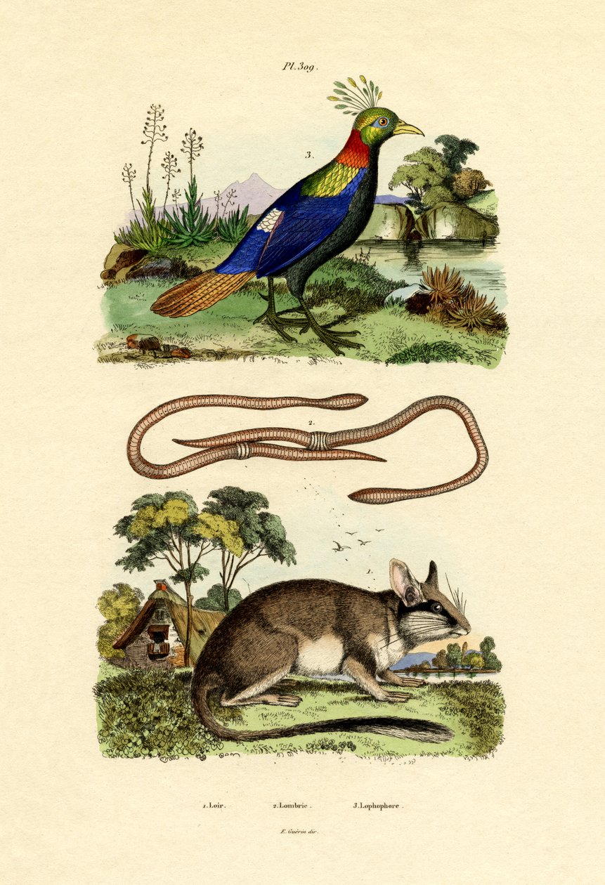 डॉरमाउस, 1833-39 द्वारा फ्रेंच स्कूल