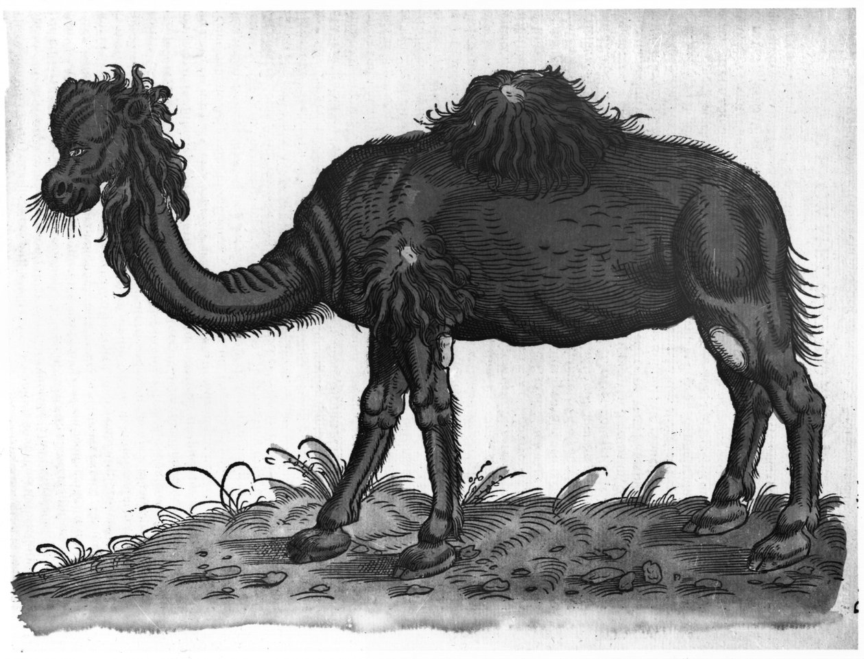 Dromedary, कॉनरोड Gesner द्वारा (1516-1565) 1551 &39;Historial पशुओं के से द्वारा फ्रेंच स्कूल