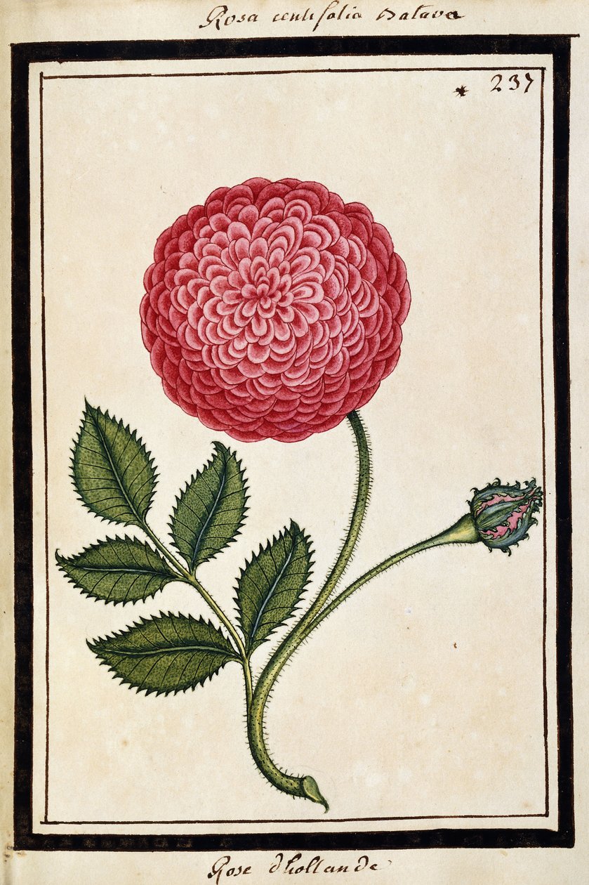 डच रोज़, c.1700 (वाटर कलर ड्राइंग, ब्लैक में फंसा हुआ) द्वारा फ्रेंच स्कूल