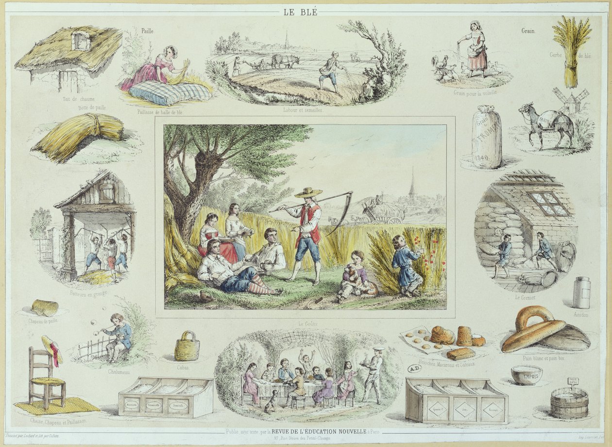 मकई का शैक्षिक चित्रण, c.1860-70 (रंग उत्कीर्णन) द्वारा फ्रेंच स्कूल