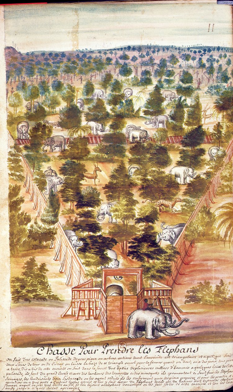 सियाम में हाथी का शिकार, स्याम में जेसुइट्स के एक खाते से, 1688 (कागज पर wc) द्वारा फ्रेंच स्कूल