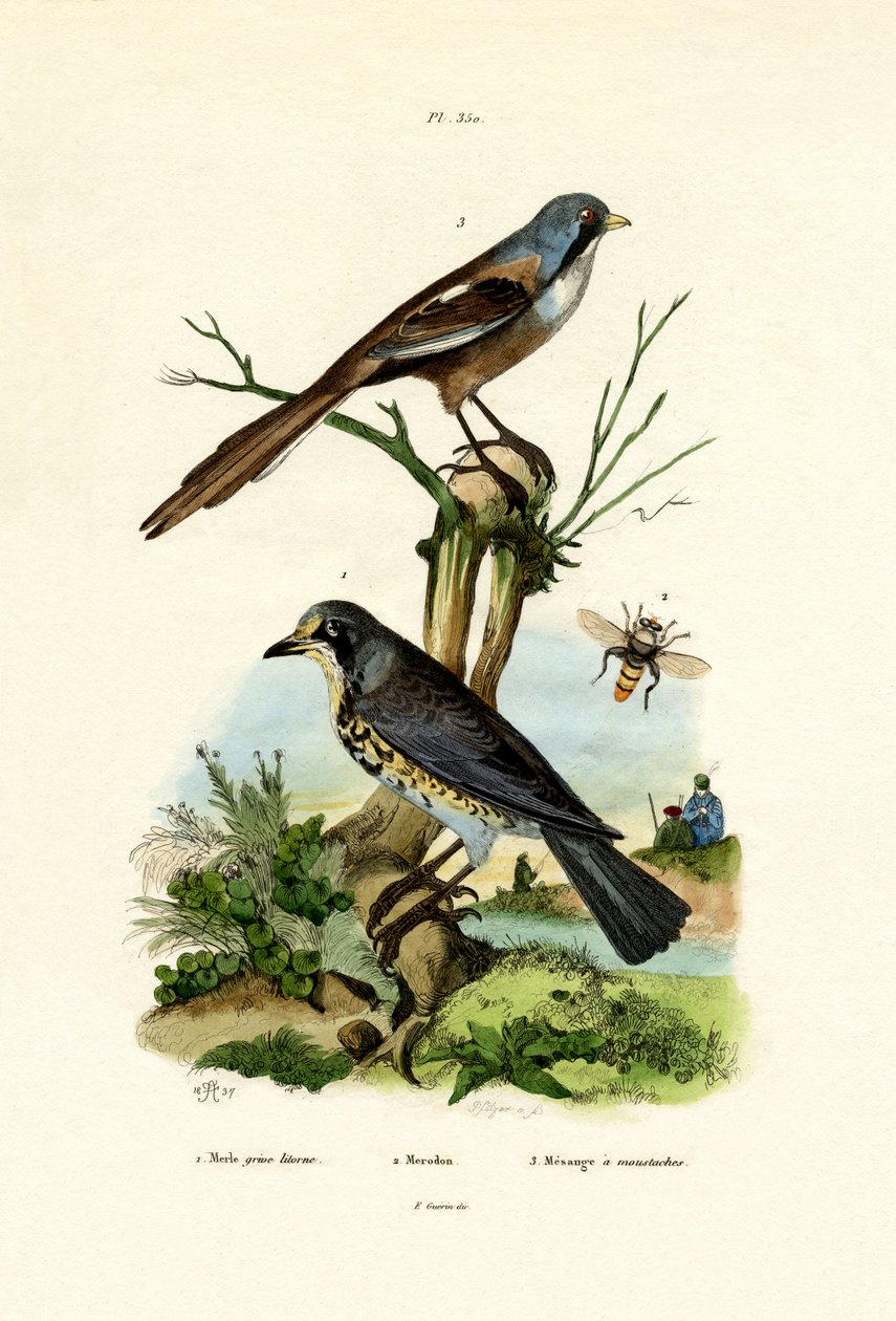 फील्डफेयर, 1833-39 द्वारा फ्रेंच स्कूल