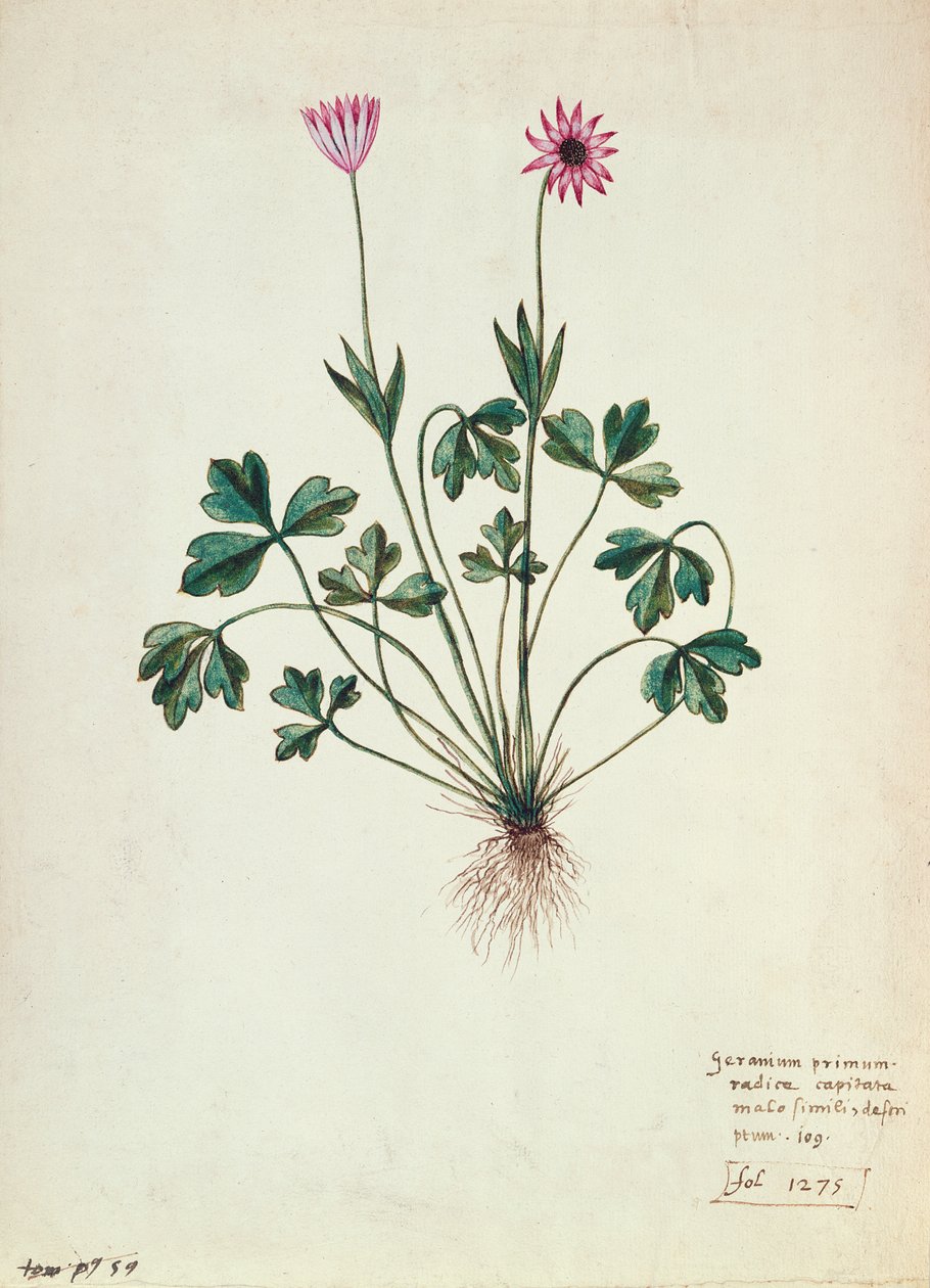 Fol.1275 Geranium (कागज पर wc) द्वारा फ्रेंच स्कूल