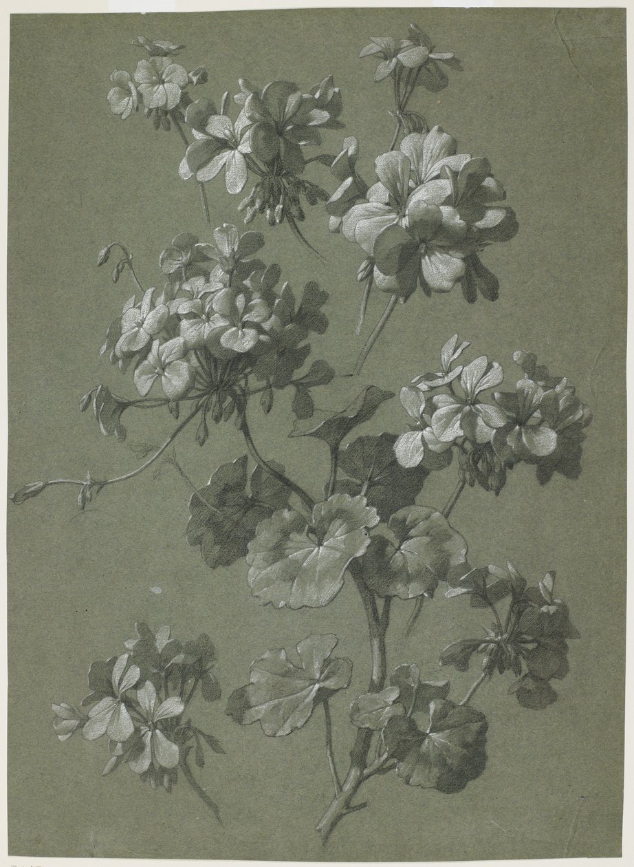 गेरियम (पेलार्गोनियम एसपी), c.1800 (लकड़ी का कोयला और सफेद चाक, हरा कड़ाही) द्वारा फ्रेंच स्कूल