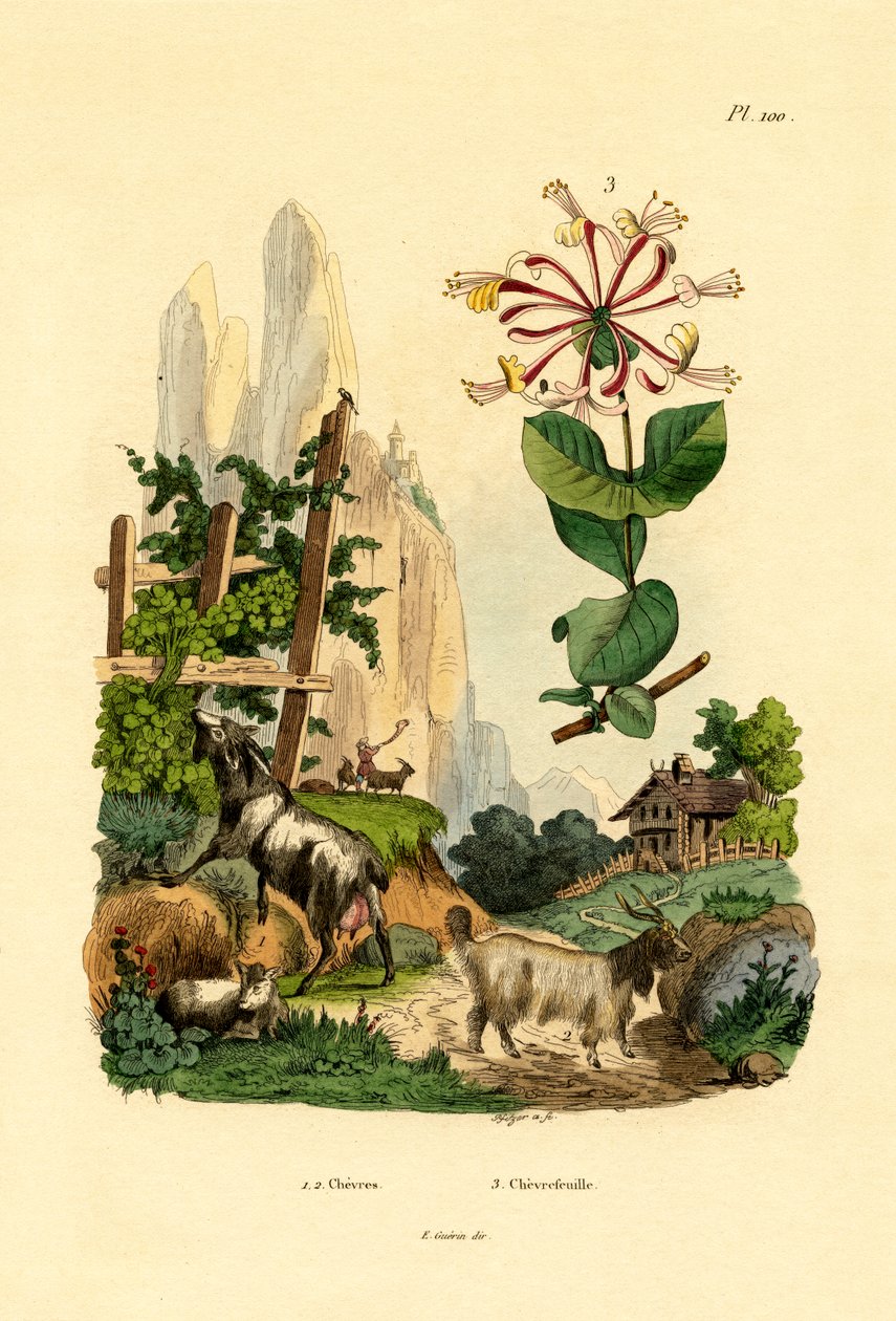 बकरियाँ, 1833-39 द्वारा फ्रेंच स्कूल