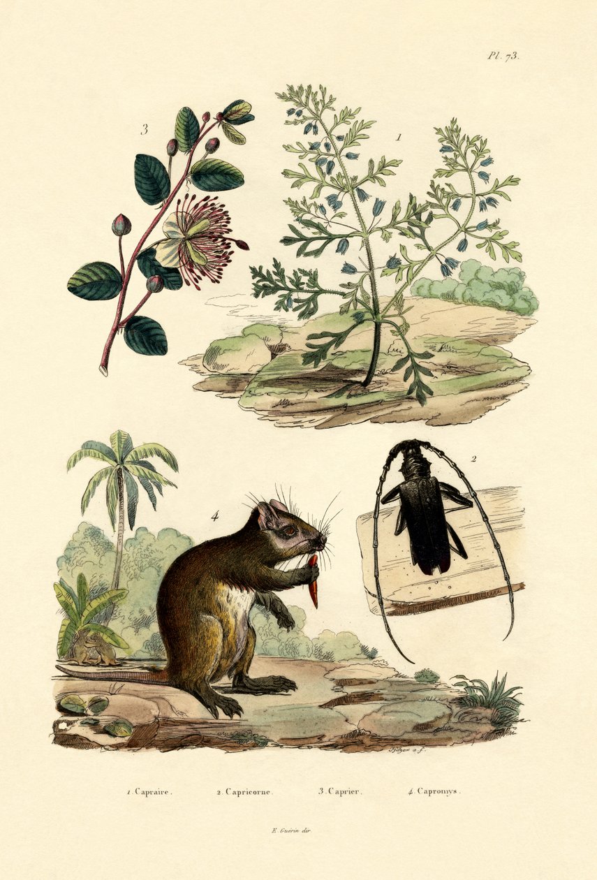 बकरीद, 1833-39 द्वारा फ्रेंच स्कूल