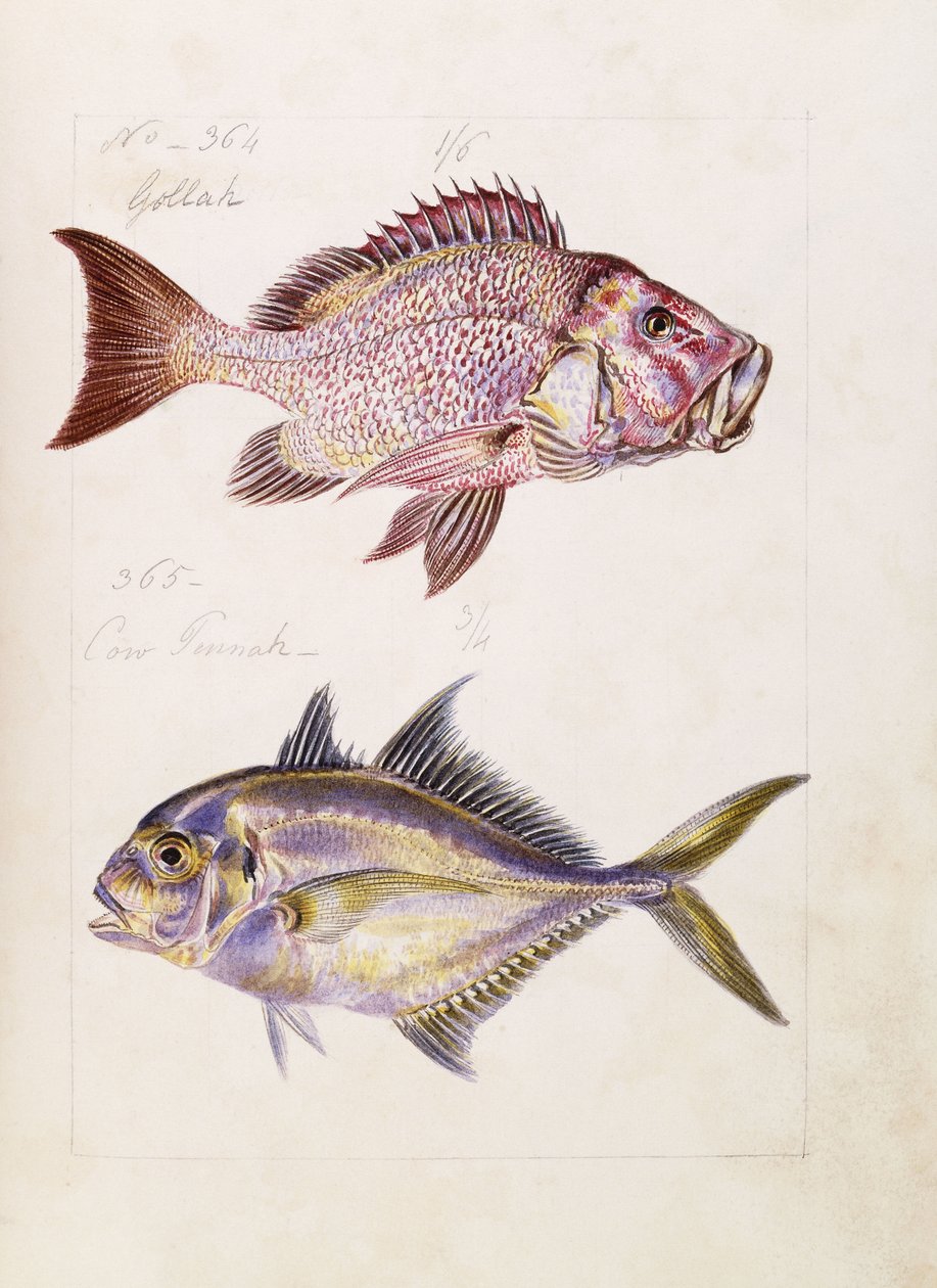गोला वगैरह, c.1850 द्वारा फ्रेंच स्कूल