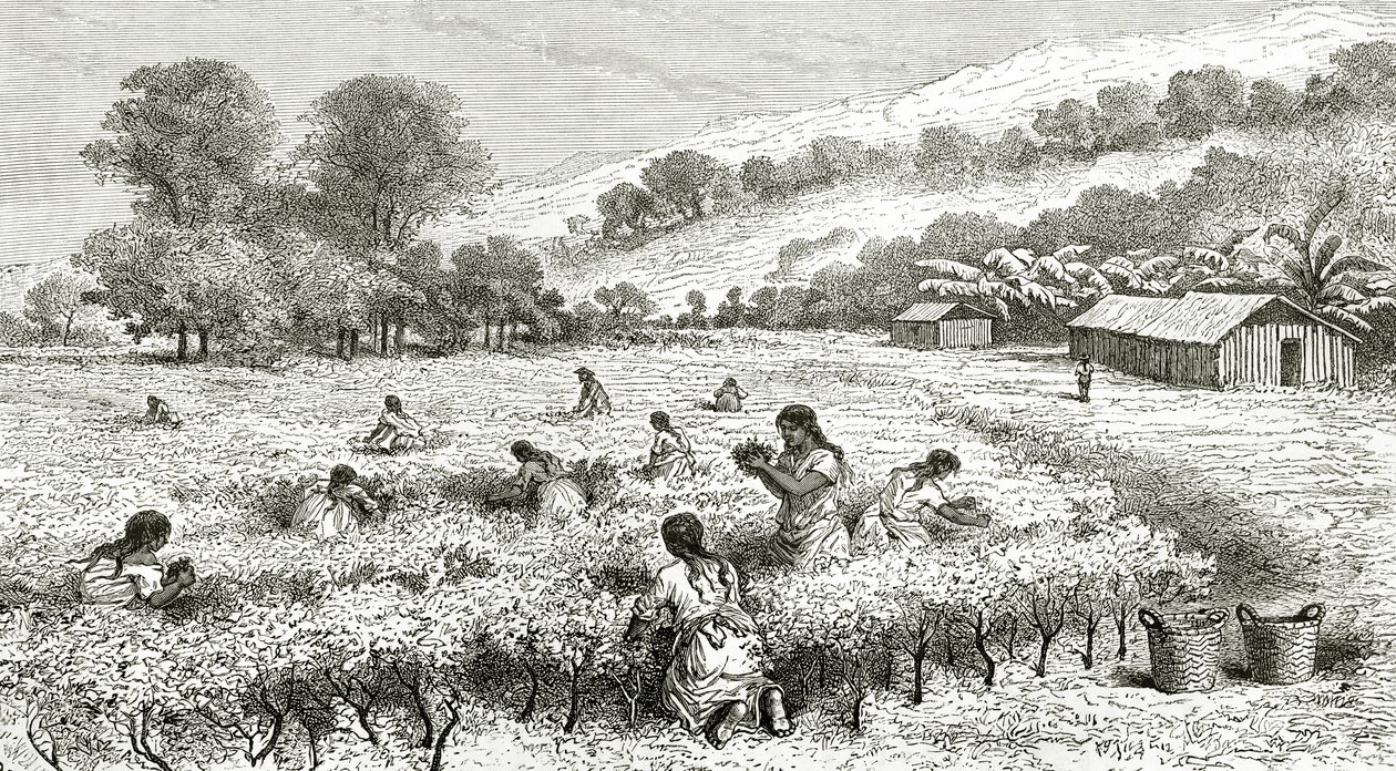 कोका, पेरू की फसल, द वर्ल्ड टूर पत्रिका, 1877 से चित्रण द्वारा फ्रेंच स्कूल