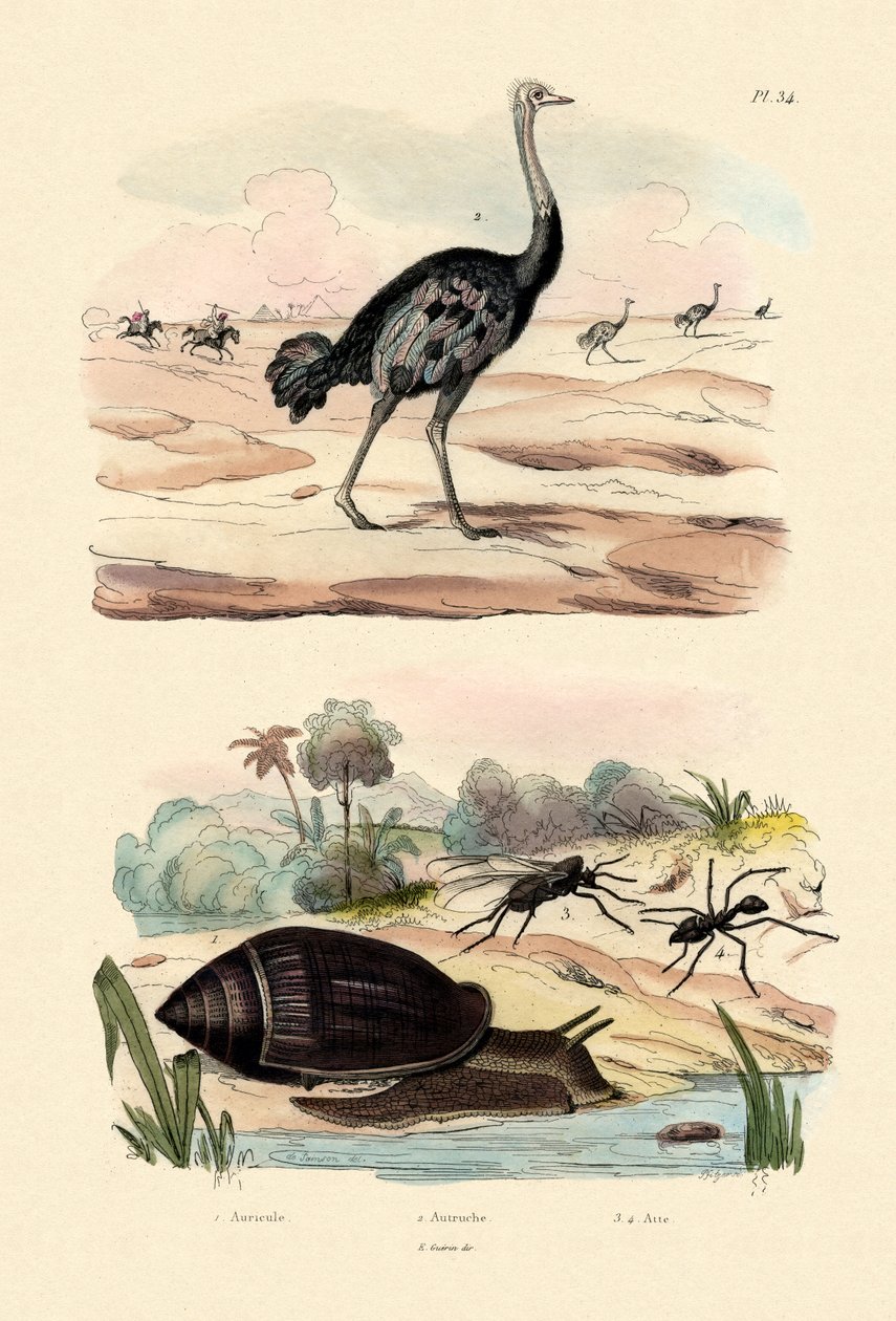 हेराल्ड स्नेल, 1833-39 द्वारा फ्रेंच स्कूल