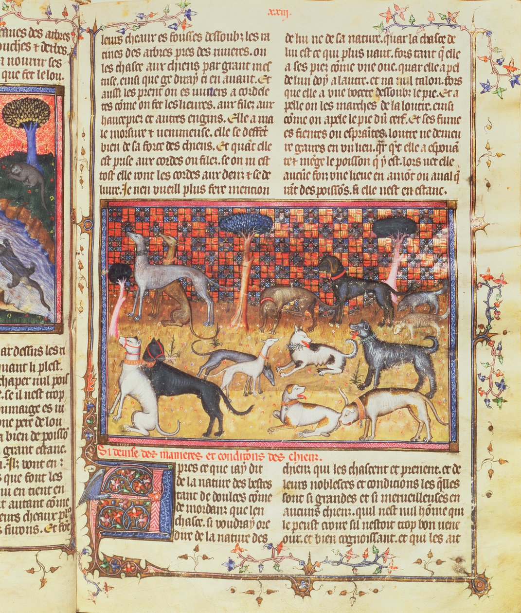 गैस्टोन III द्वारा शिकार कुत्ते, बुक ऑफ हंटिंग से फॉक्स फेब्स के हंटर (1331-91), 1387-89 (चर्मपत्र पर गौचे) द्वारा फ्रेंच स्कूल