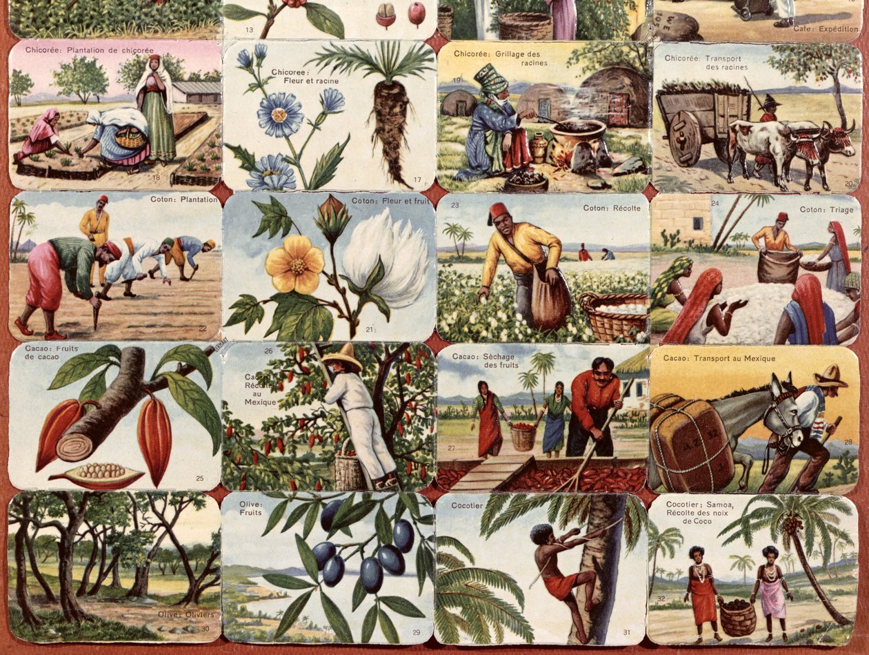 उपनिवेशों के विभिन्न उत्पादों की फ्रेंच स्कूल की पाठ्यपुस्तक के लिए चित्रण, c.1920-30 द्वारा फ्रेंच स्कूल