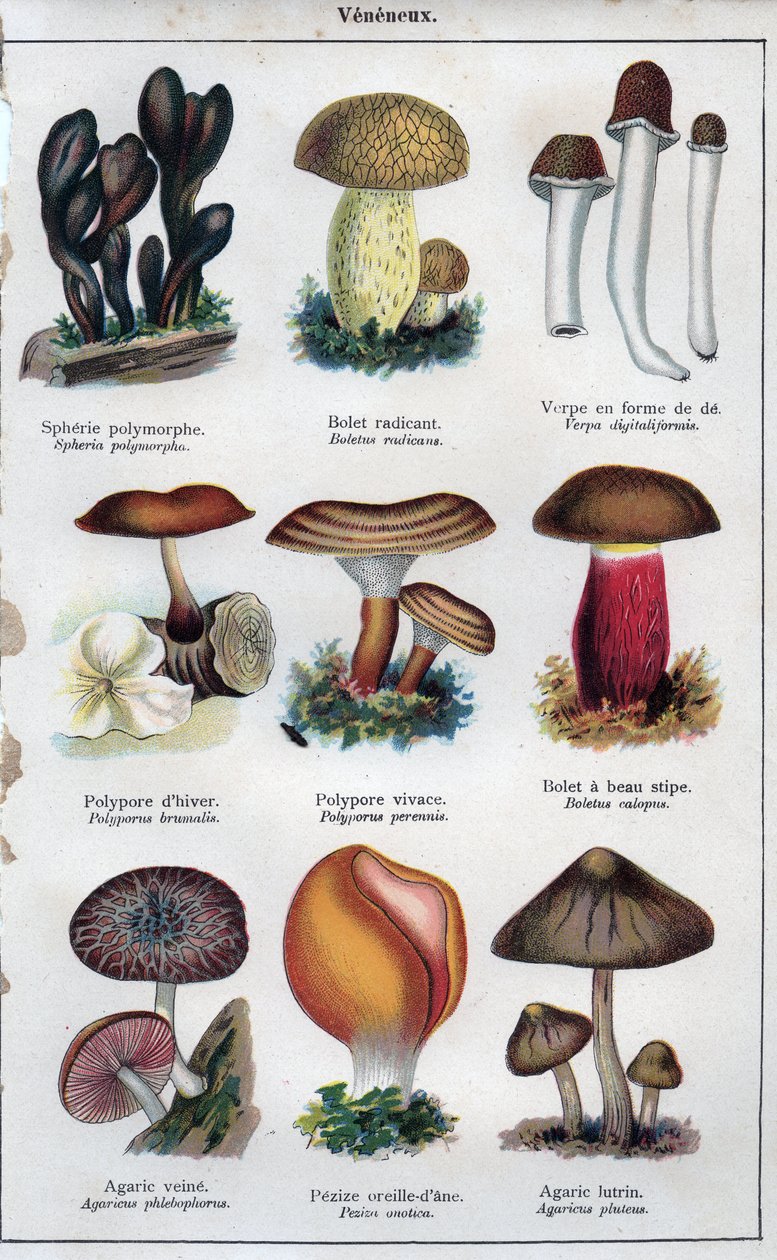  द्वारा फ्रेंच स्कूल