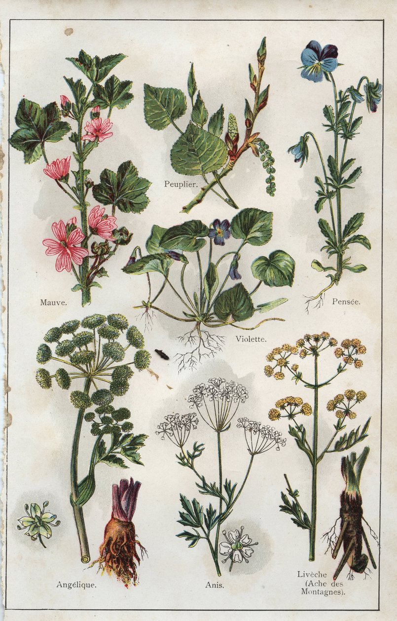  द्वारा फ्रेंच स्कूल