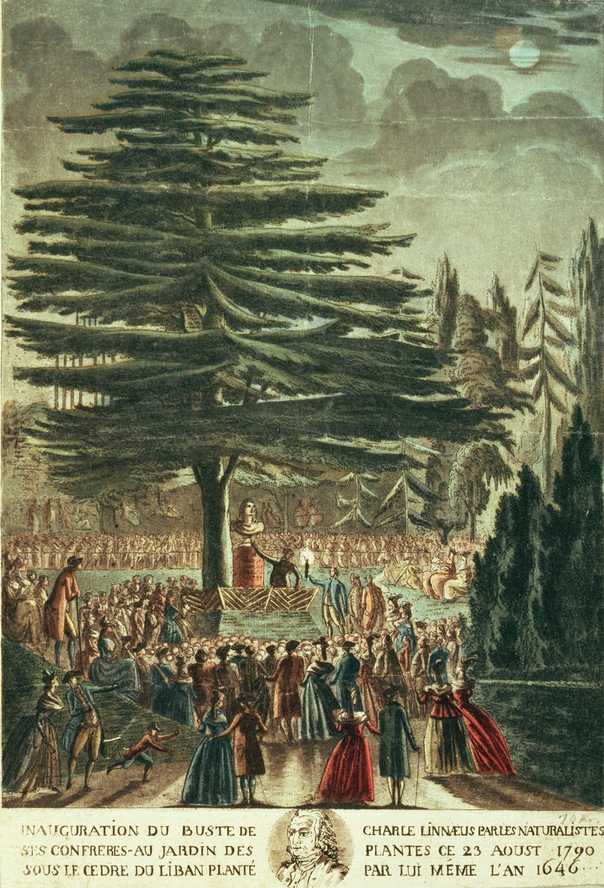 लार्डन के देवदार के नीचे, जोर्डन डेस प्लांट्स में कार्ल लिनिअस (1707-78) की हलचल का उद्घाटन, जिसे उन्होंने 1646 में लगाया था द्वारा फ्रेंच स्कूल