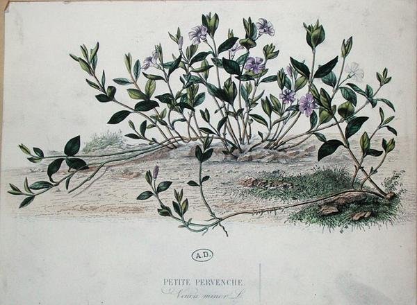 लेसर पेरिविंकल या विंका माइनर (रंगीन उत्कीर्णन) द्वारा फ्रेंच स्कूल