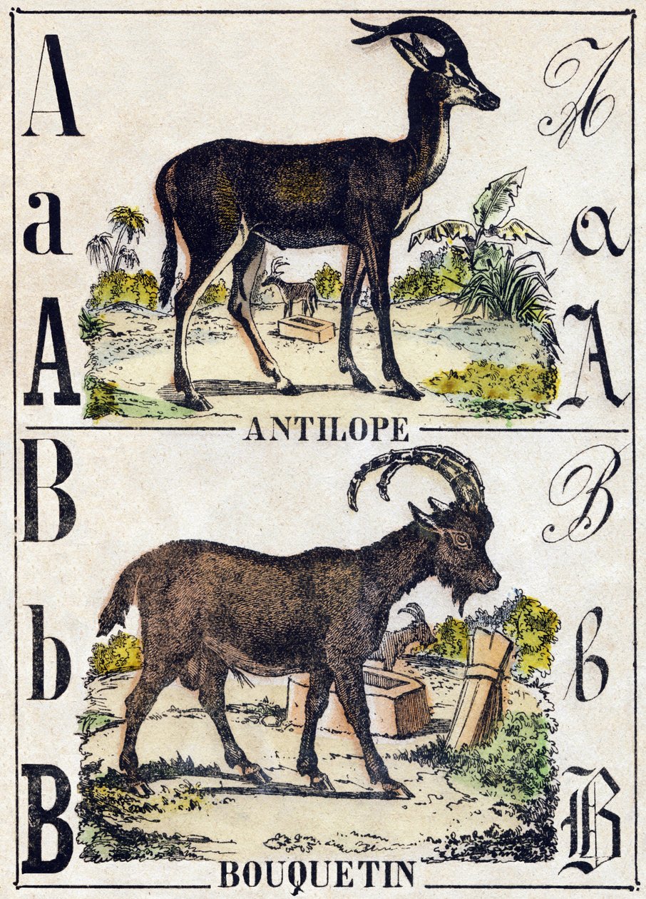 पत्र एक मृग; बी आईबेक्स। "" अल्फाबेट डेस एनिमॉक्स सॉवेजेज "" में उत्कीर्णन। 9वीं श्रृंखला। एपिनल, पेलरिन, प्रिंटर-प्रकाशक, लगभग 1870 की इमेजरी। लकड़ी पर उत्कीर्णन, स्टेंसिल। 16 पृष्ठ। मंद: 20 x 15 सेमी। निजि संग्रह द्वारा फ्रेंच स्कूल