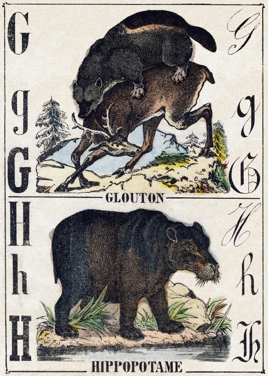 पत्र जी ग्लूटन; एच हिप्पोटेमस। "" अल्फाबेट डेस एनिमॉक्स सॉवेजेज "" में उत्कीर्णन। 9वीं श्रृंखला। एपिनल, पेलरिन, प्रिंटर-प्रकाशक, लगभग 1870 की इमेजरी। लकड़ी पर उत्कीर्णन, स्टेंसिल। 16 पृष्ठ। मंद: 20 x 15 सेमी। निजि संग्रह द्वारा फ्रेंच स्कूल