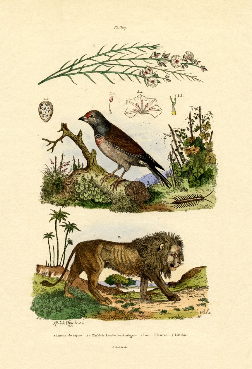 लिनेट, 1833-39 द्वारा फ्रेंच स्कूल