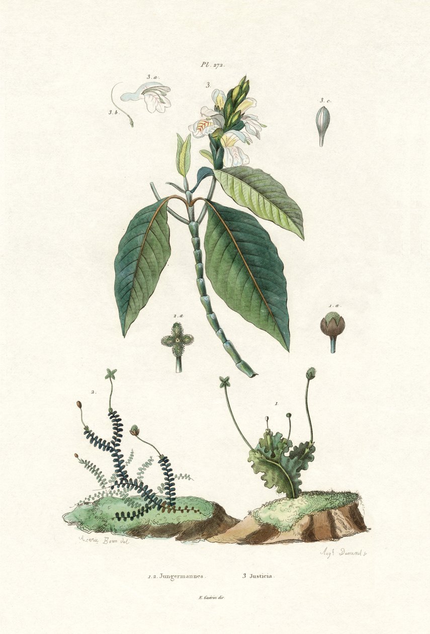 लिवरवॉर्ट, 1833-39 द्वारा फ्रेंच स्कूल