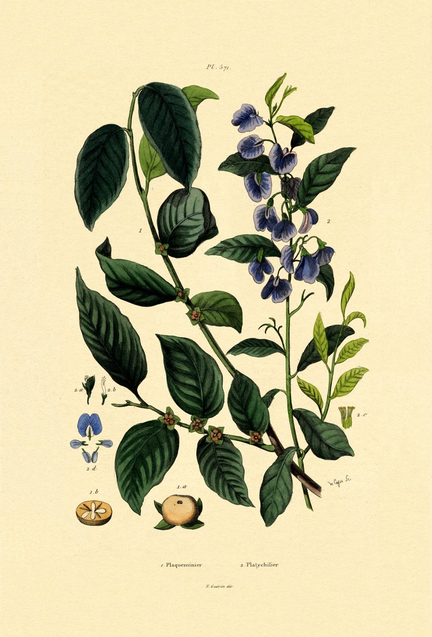 लोटस प्लम, 1833-39 द्वारा फ्रेंच स्कूल