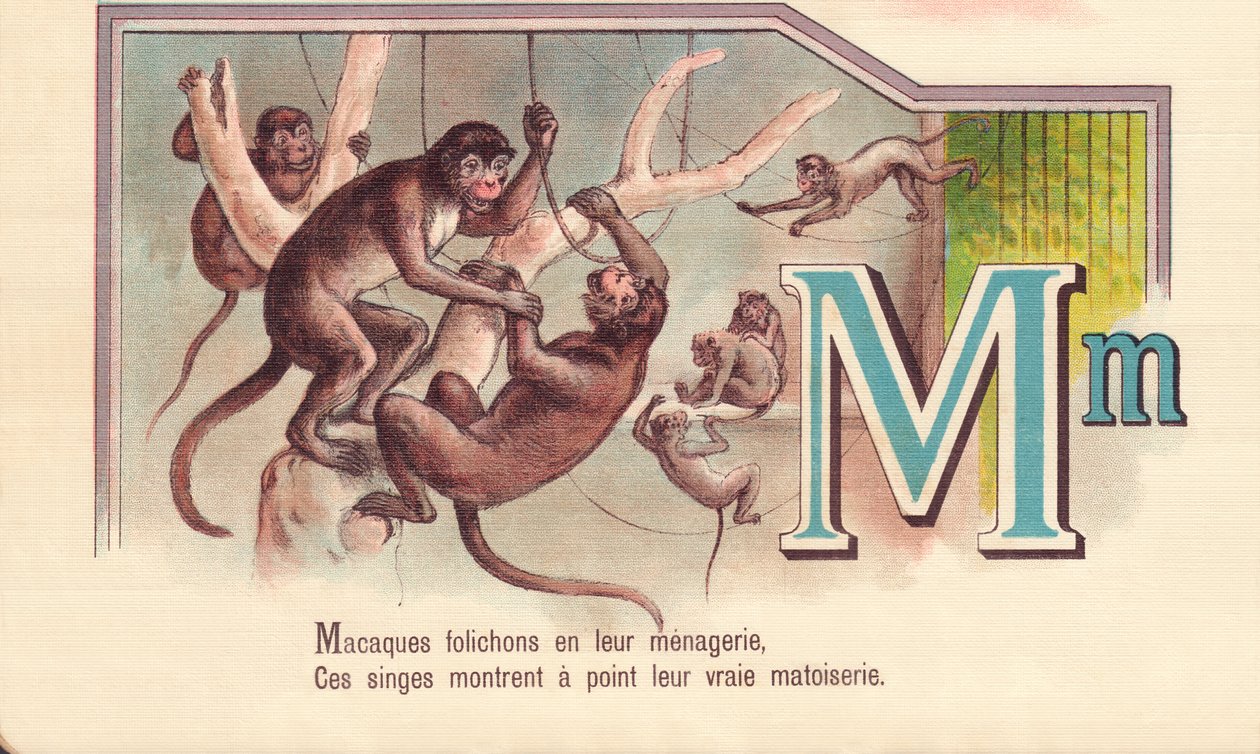 M: Macaques अपने मेनगार्इ में पत्रक, ये बंदर अपने वास्तविक matoiserie दिखाते हैं द्वारा फ्रेंच स्कूल