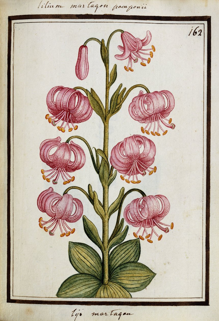 मार्टागन लिली, c.1700 द्वारा फ्रेंच स्कूल