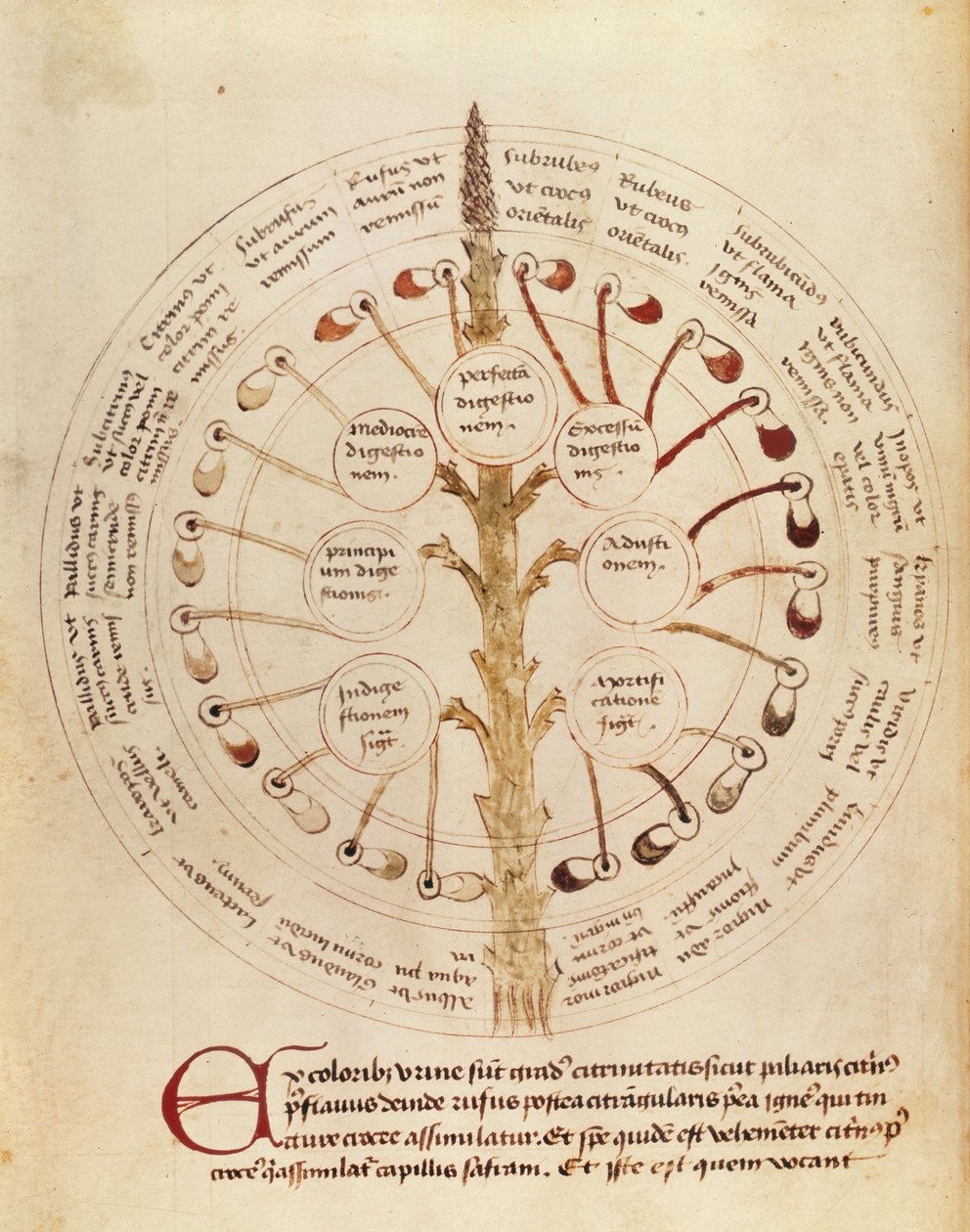 लघु स्वच्छता और चिकित्सा से मूत्र विश्लेषण के लिए सुश्री लाट 11229 fol.19r तालिका द्वारा फ्रेंच स्कूल