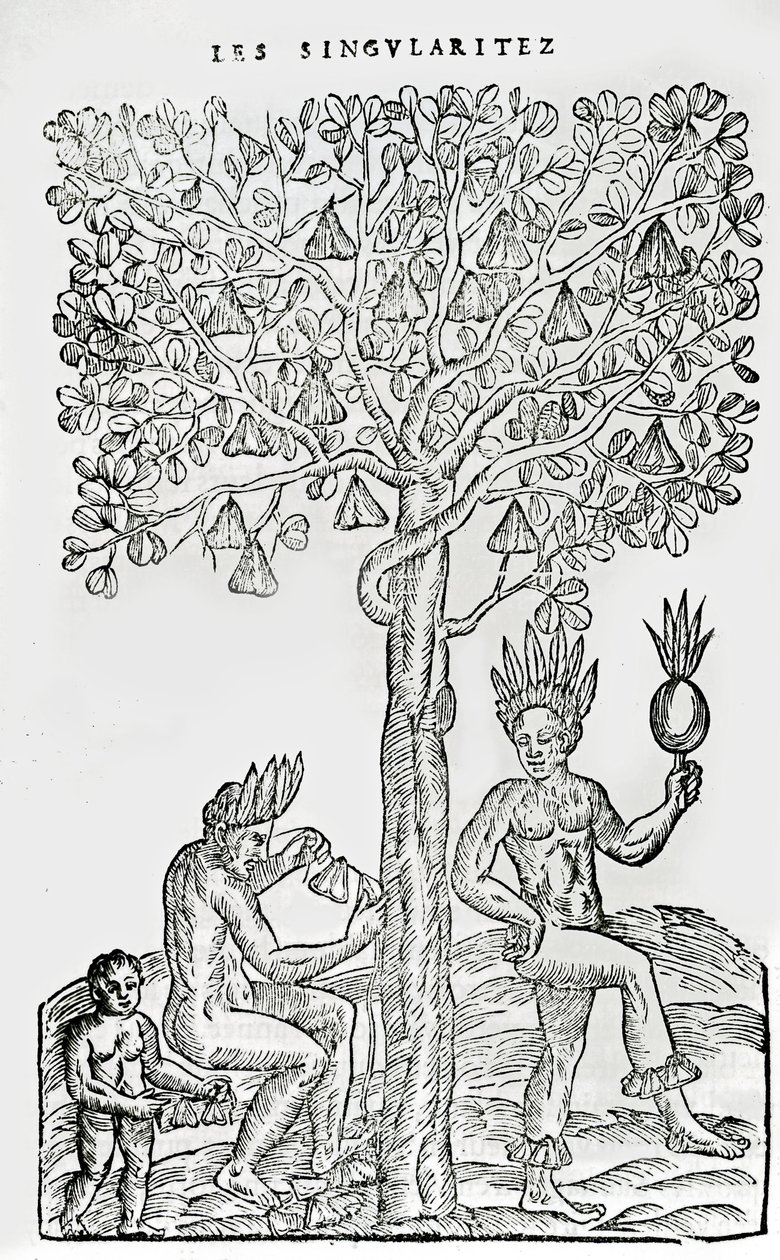नाना का पलायन, औषधीय पौधा, फ्रांस अंटार्कटिका की विलक्षणताओं का चित्रण, आंद्रे डी दवे द्वारा, 1558 द्वारा फ्रेंच स्कूल