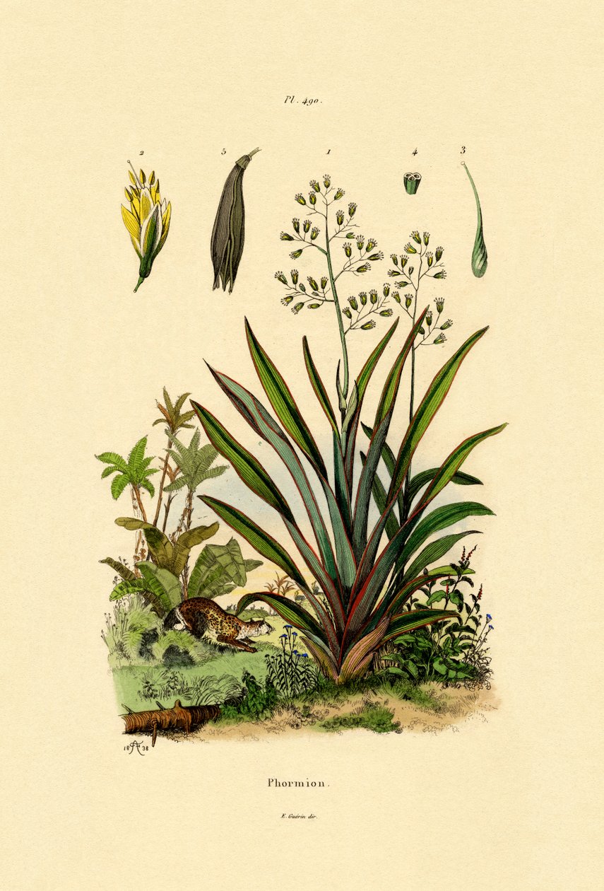 न्यूजीलैंड फ्लैक्स, 1833-39 द्वारा फ्रेंच स्कूल