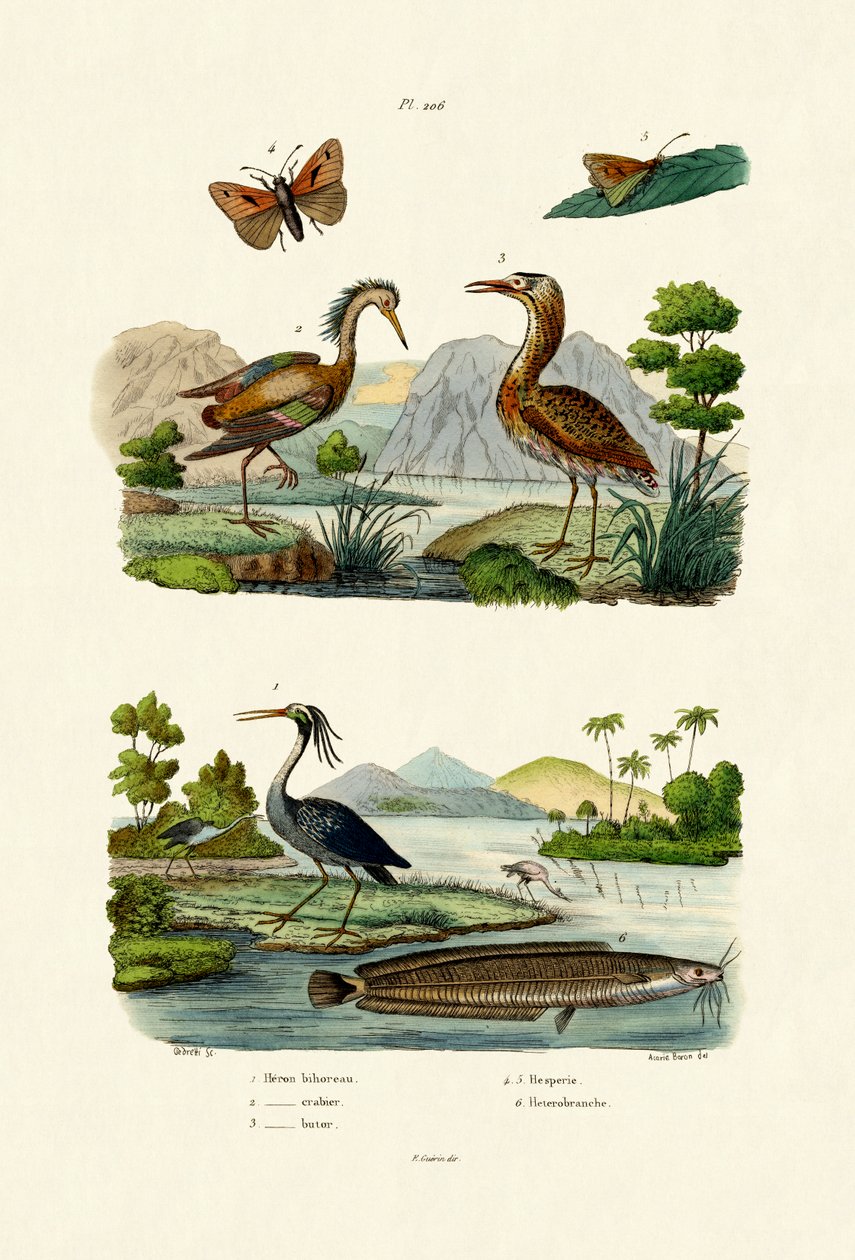 नाइट हेरन, 1833-39 द्वारा फ्रेंच स्कूल