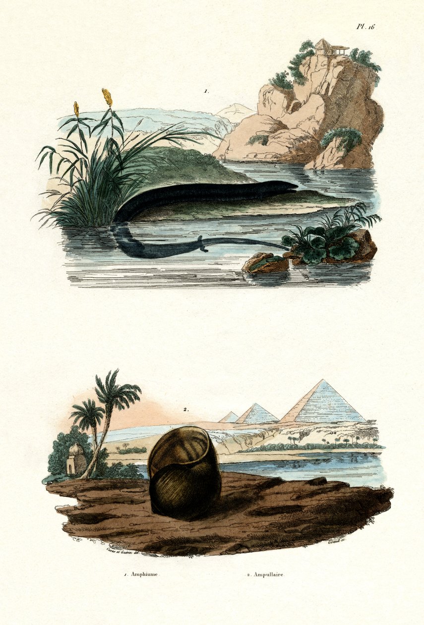 एक पैर की अंगुली Amphiuma, 1833-39 द्वारा फ्रेंच स्कूल