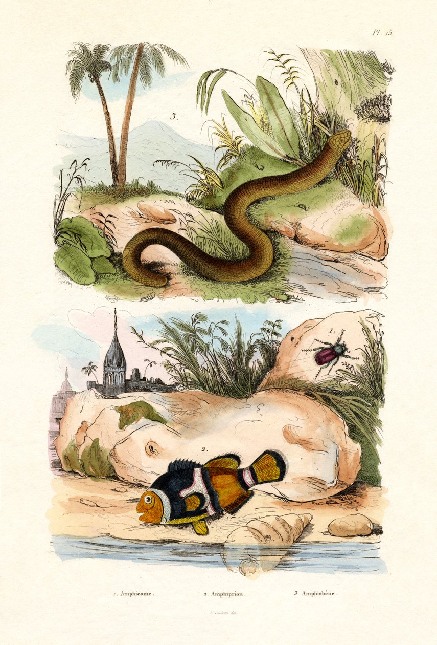 ऑरेंज क्लाउनफ़िश, 1833-39 द्वारा फ्रेंच स्कूल