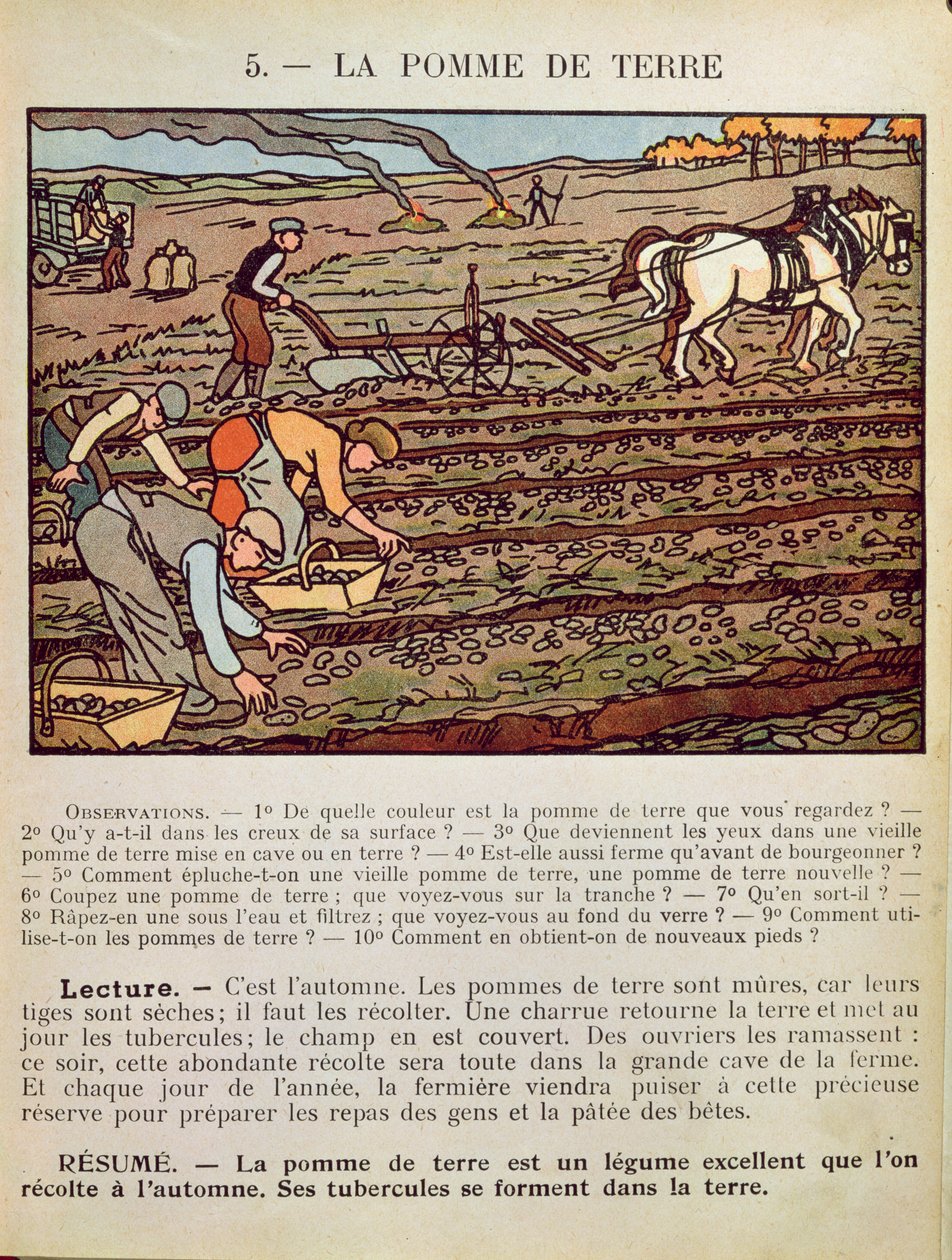 आलू की खेती को दर्शाती एक स्कूल की पाठ्यपुस्तक का पृष्ठ, c.1910 द्वारा फ्रेंच स्कूल