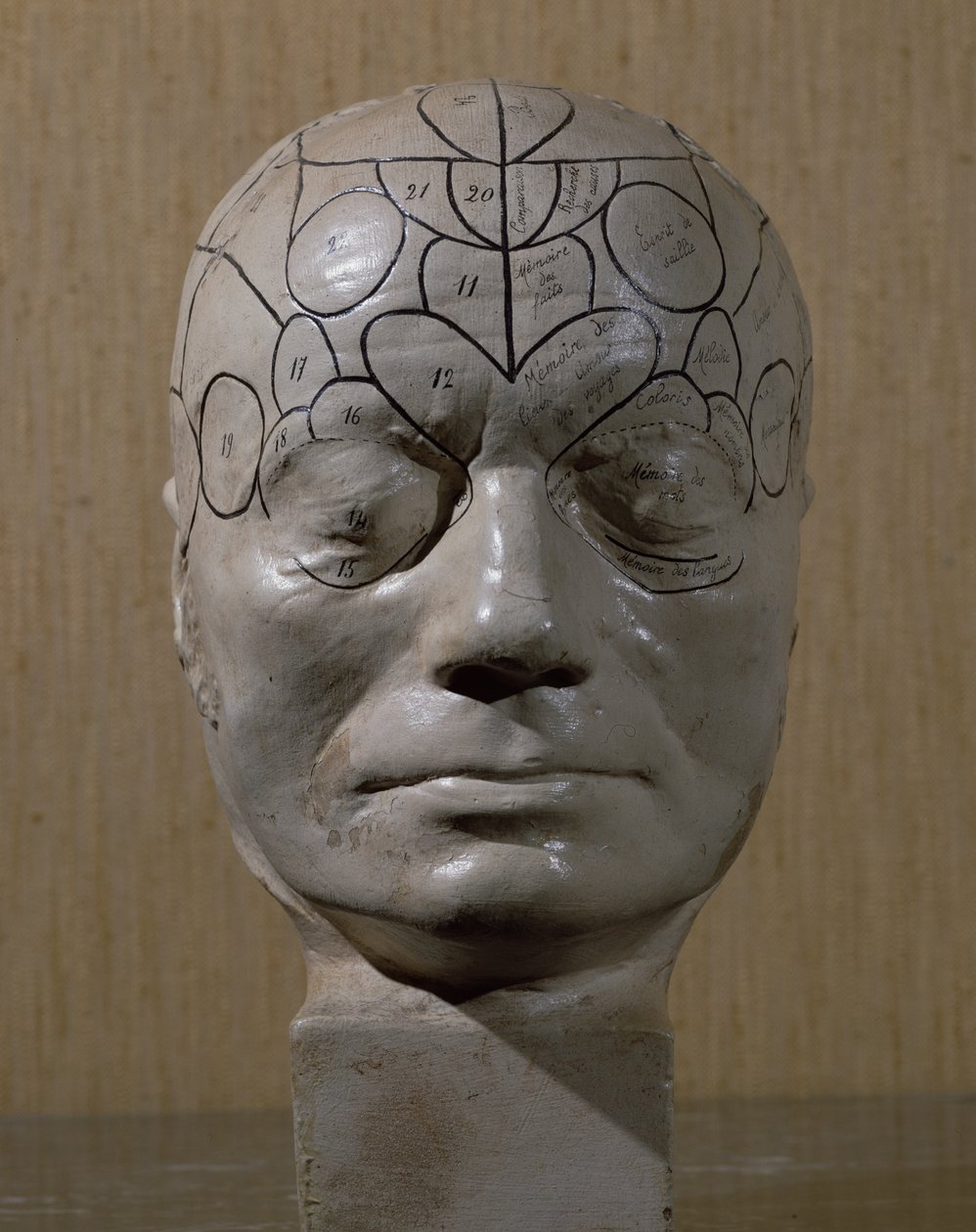 जीन मार्टिन चारकोट (चीनी मिट्टी) द्वारा Phrenological प्रमुख द्वारा फ्रेंच स्कूल