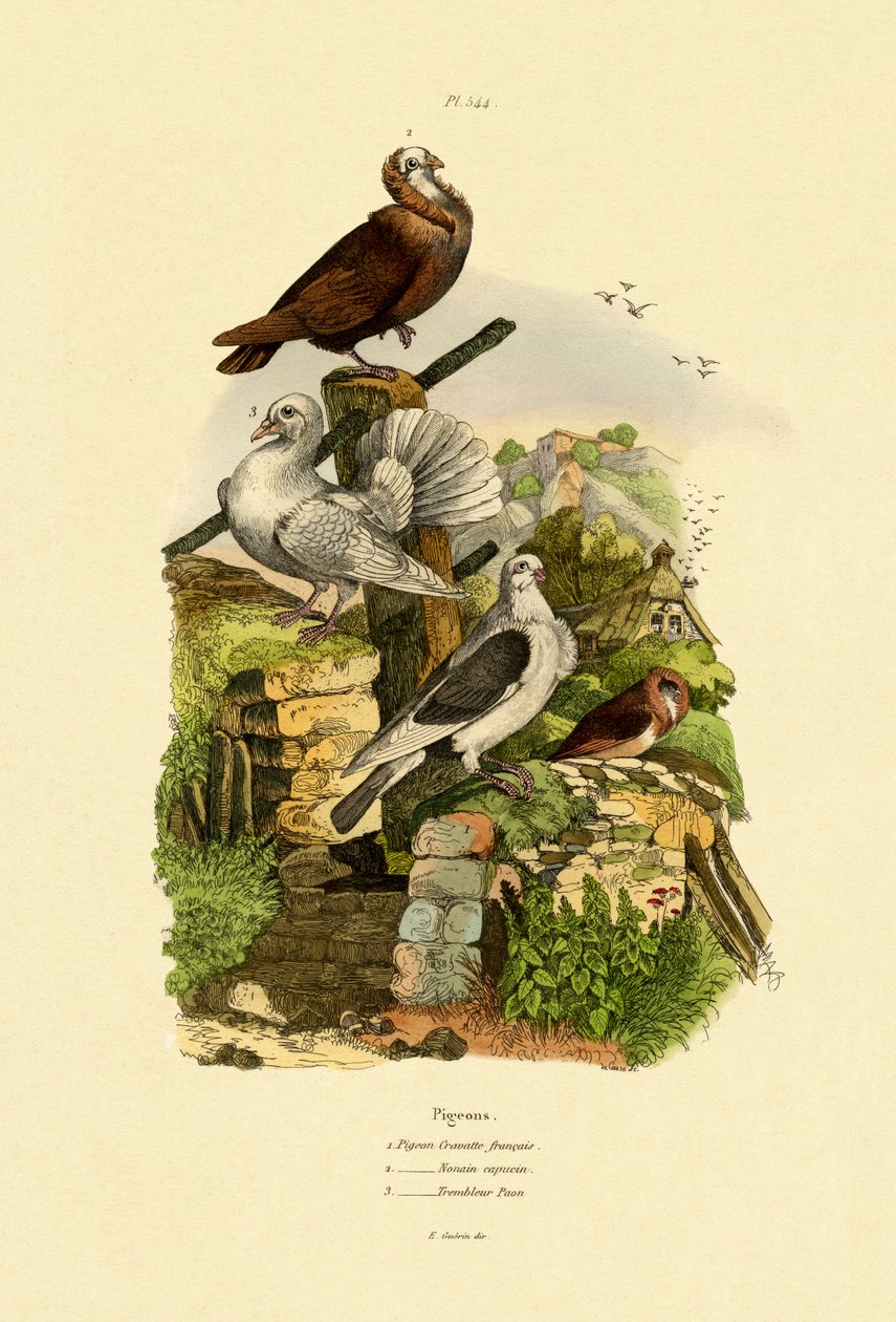 कबूतर, 1833-39 द्वारा फ्रेंच स्कूल