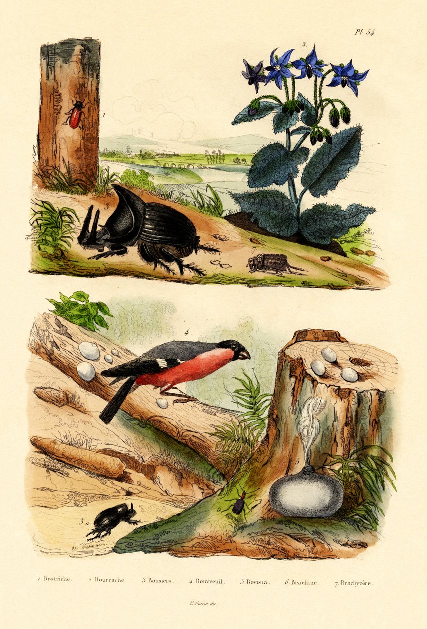पाइन वेविल, 1833-39 द्वारा फ्रेंच स्कूल