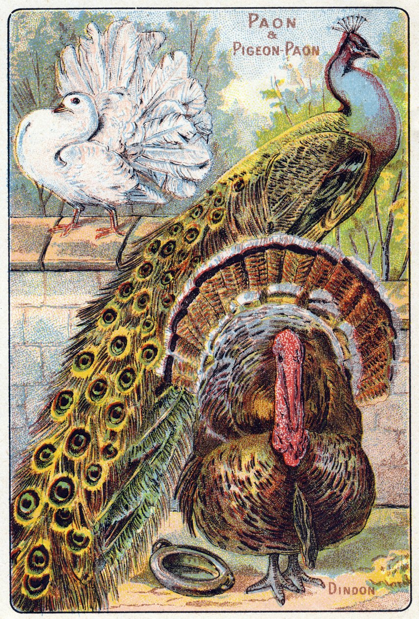 प्लेट 1: मोर और मोर कबूतर, तुर्की। "पक्षियों और सरीसृपों के पाठ्यक्रम वर्णमाला" में उत्कीर्णन। सेरी ए. पेलरिन एट सी, प्रिंटर-प्रकाशक, एपिनल, 19वीं सदी के अंत में। क्रोमोलिथोग्राफ। लघु 8-पृष्ठ विज्ञापन एल्बम जिसमें एक सिलेबरी और a द्वारा फ्रेंच स्कूल