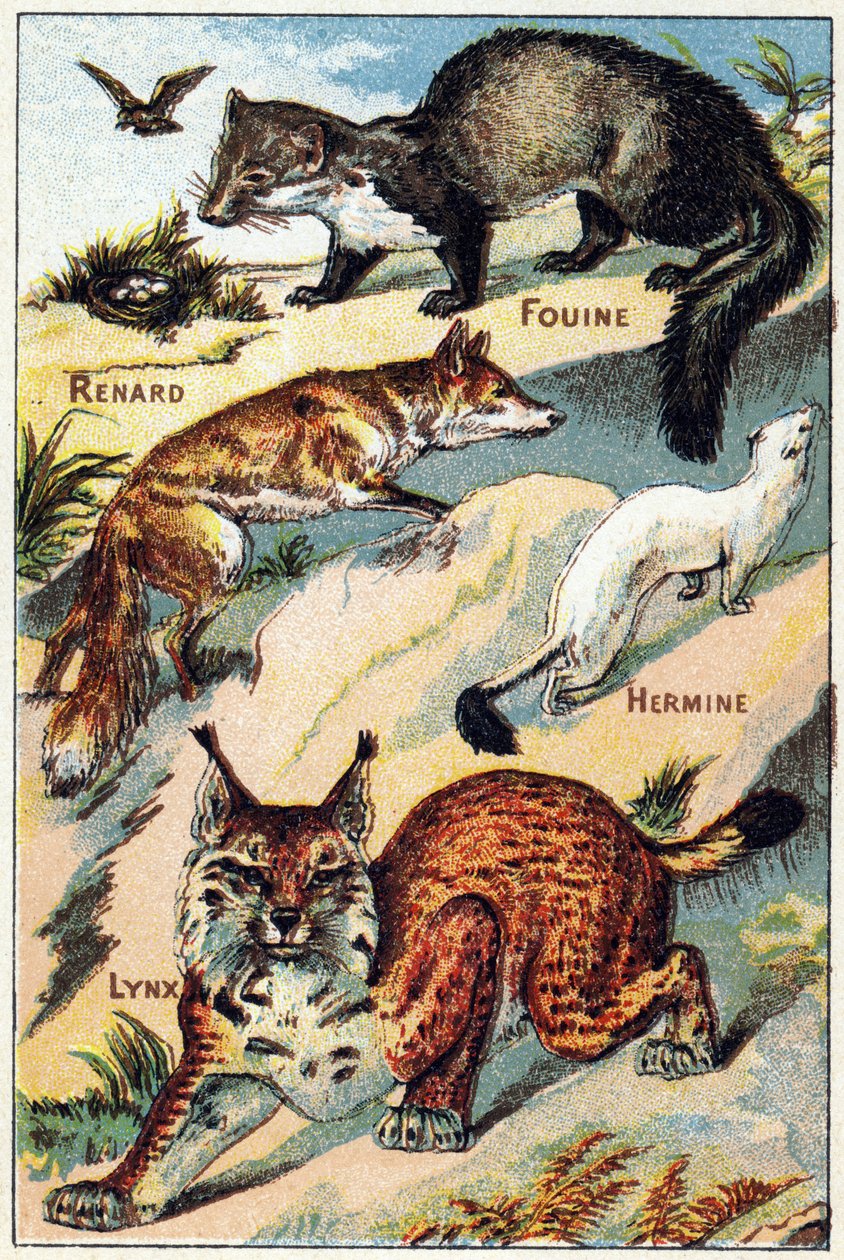 प्लेट 2: फॉक्स, स्नूप, हरमाइन, लिंक्स। "सिलेबरी वर्णमाला सभी प्रकार के बीट्स" में उत्कीर्णन। सेरी ए. पेलरिन एट सी, प्रिंटर-प्रकाशक, एपिनल, 19वीं सदी के अंत में। क्रोमोलिथोग्राफ। लघु 8-पृष्ठ विज्ञापन एल्बम जिसमें एक सिलेबरी और एक इमेजरी शामिल है द्वारा फ्रेंच स्कूल