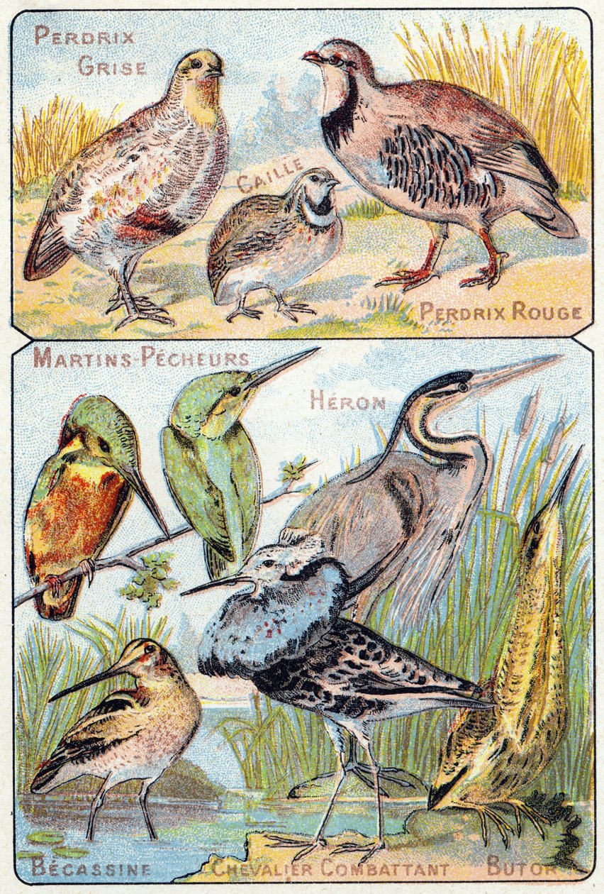 प्लेट 3 शीर्ष: ग्रे दलिया, बटेर, लाल दलिया। नीचे: किंगफिशर, बगुला, बेकासिन, फाइटिंग नाइट, ब्यूटोर। "पक्षियों और सरीसृपों के पाठ्यक्रम वर्णमाला" में उत्कीर्णन। सेरी ए. पेलरिन एट सी, प्रिंटर-प्रकाशक, एपिनल, 19वीं सदी के अंत में। क्रोमोलिट द्वारा फ्रेंच स्कूल