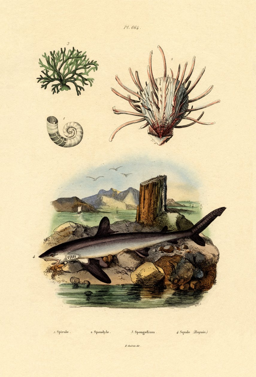 रैम्स हॉर्न स्क्विड, 1833-39 द्वारा फ्रेंच स्कूल