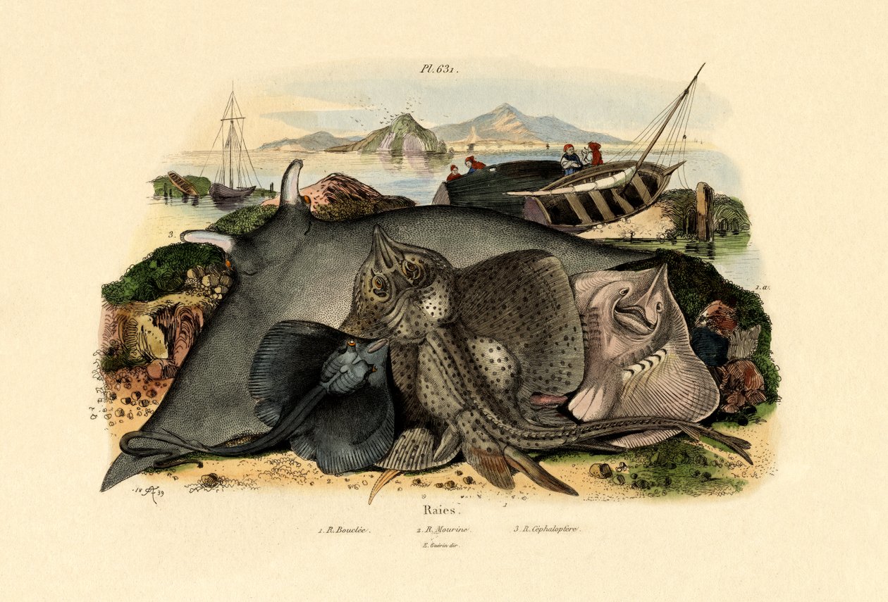 किरणें, 1833-39 द्वारा फ्रेंच स्कूल