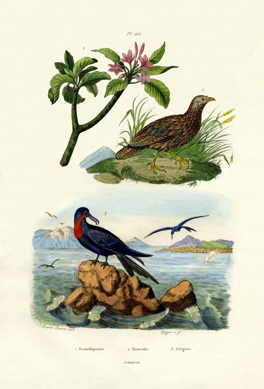 रेड फ्रांजीपनी, 1833-39 द्वारा फ्रेंच स्कूल