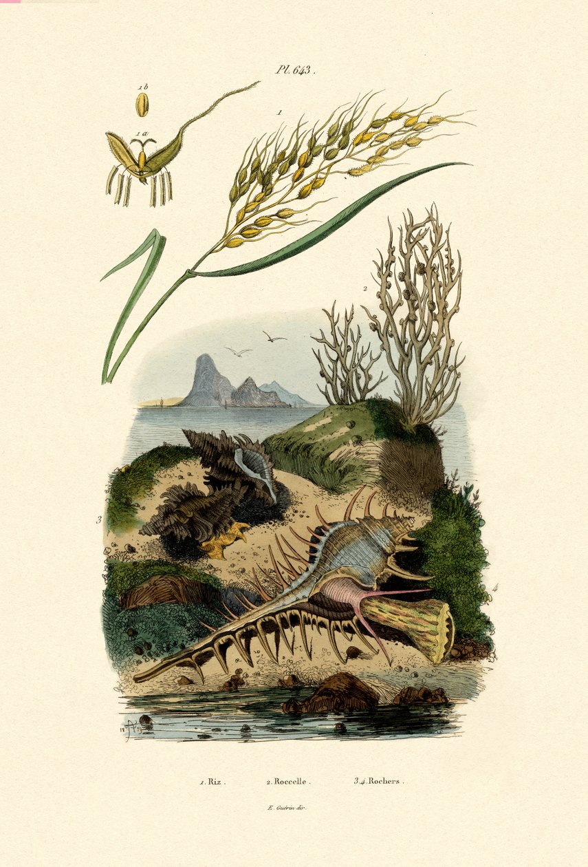 चावल, 1833-39 द्वारा फ्रेंच स्कूल